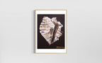 Conch Shell Print